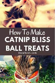 Catnip Biscuits Recipe Diy Easy Video Instructions Vegan Cat Diy Cat Treats Catnip