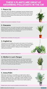 Plants That Help Clean Indoor Air Business Insider Plants House Plants Indoor Plants Indoor Apartment