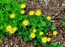 Image result for Leptoderris harmsiana