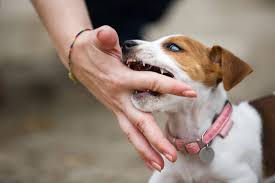 How To Get A Puppy To Stop Biting Stop Puppy Biting Cesar S Way