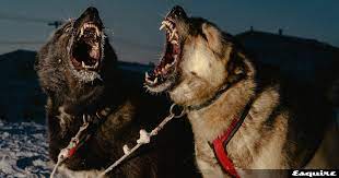 Δρόμοι έχουν κοπεί στη μέση, γέφυρες κατέρρευσαν και αγωγοί. Eikones Apo Th Zwh Sthn Pio Apomakrysmenh Polh Ths Alaska