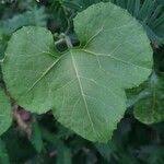 Image result for Kedrostis leloja