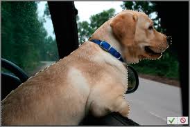 Shawacademy.com has been visited by 10k+ users in the past month Add Text To An Image In Photoshop Elements