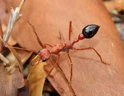So being terrified as i was i wanted to get some expert advice, and i tell you what i am glad i went to your website this image was widely circulated on the internet. Bulldog Ants How To Get Rid Of Bulldog Ant Bite Pest Wiki