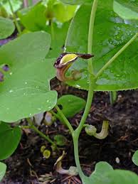 Image result for Aristolochia heppii