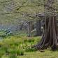 Looking at Nature: Great Trees of Innisfree