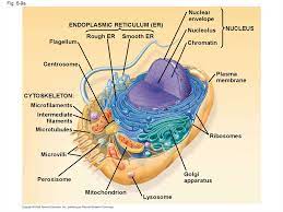 Compare the parts and structure of a plant cell and an animal cell, using this labeled diagram. A Tour Of The Cell Online Presentation