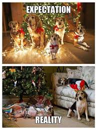 Expectation Vs Reality Christmas Edition Dog Christmas Pictures Christmas Dogs Funny Christmas Memes