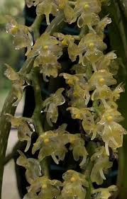 Image result for Summerhayesia zambesiaca