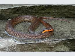 Black And White Checkered Snake Texas Red Bellied Watersnake Snake Reptiles And Amphibians Reptiles