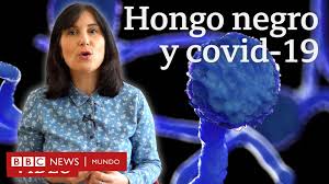 Este caso es el primero de hongo negro en el territorio; Hongo Negro 5 Preguntas Sobre La Rara Infeccion Fungica Que Ataca A Pacientes De Covid 19 En India Bbc News Mundo