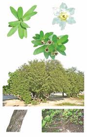 Looking for pest control in livermore? Http Www Fao Org Forestry 14637 0c7dffe3c945c2e35b2e2685a1cacfb4e Pdf