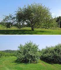 Maybe you would like to learn more about one of these? Rootstocks And Dwarf Fruit Trees Cooperative Extension Tree Fruits University Of Maine Cooperative Extension
