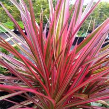 Image result for Dracaena