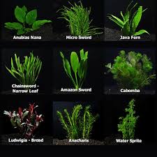 Image Result For Aquarium Plant Anubias Nana Freshwater Aquarium Plants Live Aquarium Plants Planted Aquarium