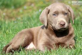 Cookie Silver Lab Female Labrador Retriever Quotes Labrador Retriever Labrador