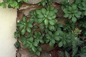 Image result for Pachycarpus spurius