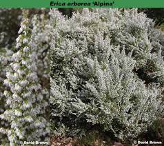 Image result for Erica arborea