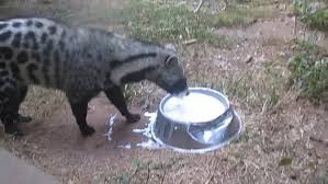 This African Civet Has No Idea How To Drink Milk Funny Animal Videos Funny Animals Cute Baby Animals