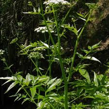 Image result for Stapfiella lucida