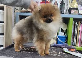 Kimmilove "SEVEN" 4.5months I love him😘😘😘 Sire-NT,G,Int,W,PM,Kor,AM,CH  Kimmilove Make You feel my Love Aka "Harry Dam-Kimmilove SKY BOREE  G,Dam-Symarun's Total Impact