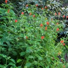 Image result for Stachytarpheta mutabilis