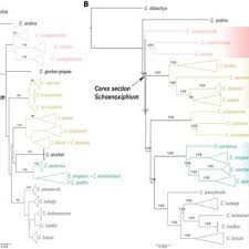 Image result for Schoenoxiphium