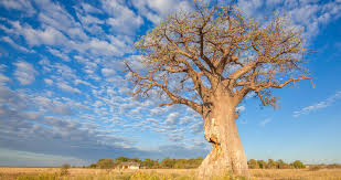 Nxai Pan National Park Botswana Safari Tours