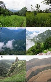 Image result for Strephonema mannii