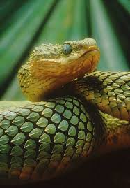 5 Amazing Animals That Start With The Letter V Poisonous Snakes Snake Beautiful Snakes