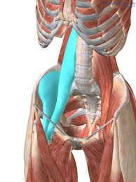 Ok I Ve Relented And Decided To Write About A Topic That Was One Of The First Big Online Debates I Had That Soon Tu Psoas Release Yoga Anatomy Massage Therapy