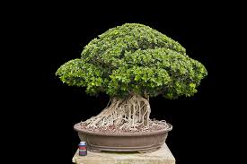 Image result for Grewia microcarpa