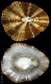 Image result for Patella aspera