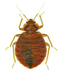 There are many pest control companies and licensed pest professionals in the new york city area. Bed Bug Treatment Options Pros Cons Janssen Pest Solutions