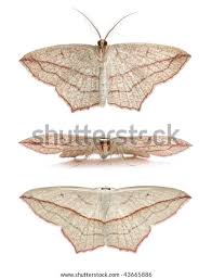 Image result for Timandra comae