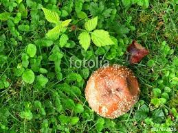 Verfaulter Brauner Apfel Als Fallobst Von Einem Apfelbaum In Einem Garten In Krofdorf Gleiberg Bei Giessen In Hessen Apfelbaum Obst Frisches Obst
