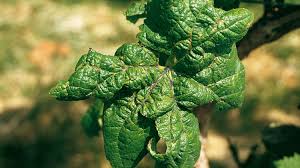 Image result for Calepitrimerus vitis