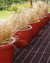 Ornamental Grass In Containers The Gardener S Eden