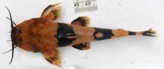 Image result for Pseudocyclosorus pulcher