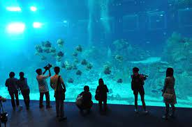 the world s largest aquarium opens in singapore time com world singapore aquarium