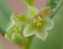 Image result for Phyllanthus polyspermus