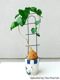 Image result for Pyrenacantha