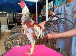 Ayam magon adalah ayam yang dihasilkan dari persilangan ayam pama dan ayam saigon cara meluruskan jari ayam yang. 5 Kekurangan Kelebihan Ayam Pama Ninja Original Iq