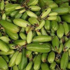 Antihipertensi sekitar 90% hipertensi belum diketahui penyebabnya, disebut hipertensi esensial. Khasiat Pokok Buah Belimbing Buluh
