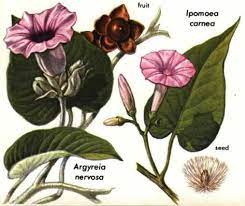 Erowid Online Books Golden Guide Hallucinogenic Plants Pg 131 Botanical Drawings Plants Witchy Garden