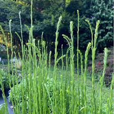 Image result for Solidago