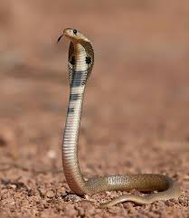 Baby Cobra Snake Baby Cobra Snake Images King Cobra Snake