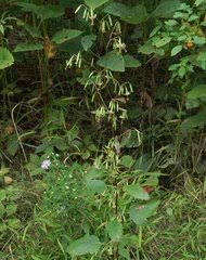 Image result for Bothriocline quercifolia