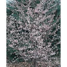 Okame flowering cherry tree lowes. 3 25 Gallon Pink Okame Flowering Cherry Flowering Tree In Pot L7100 In The Trees Department At Lowes Com
