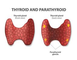 Image result for Parathyroid Hormone